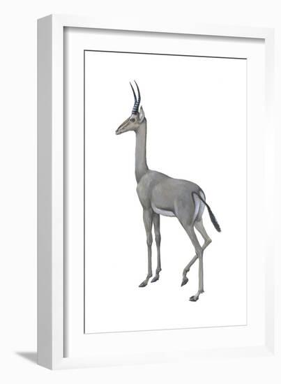 Dibatag (Ammodorcas Clarkei), Mammals-Encyclopaedia Britannica-Framed Art Print