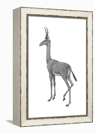 Dibatag (Ammodorcas Clarkei), Mammals-Encyclopaedia Britannica-Framed Stretched Canvas