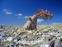 Dragon's Blood Trees-Diccon Alexander-Framed Photographic Print