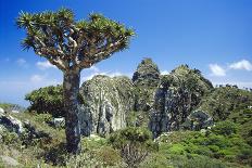 Dragon's Blood Trees-Diccon Alexander-Photographic Print