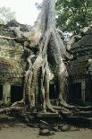Roots of a Kapok Tree-Diccon Alexander-Photographic Print