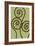 Dichromatic Fiddleheads II-Vanna Lam-Framed Art Print