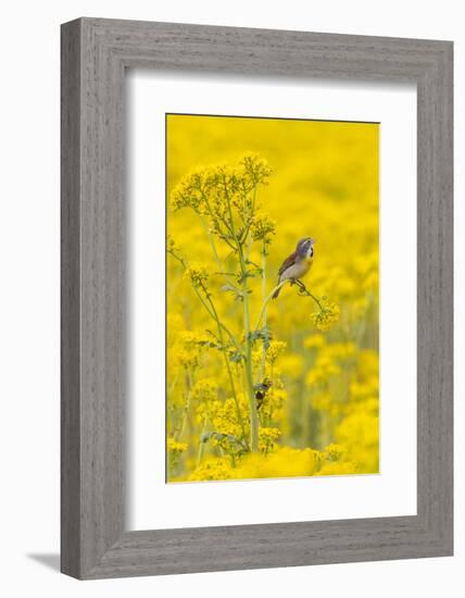 Dickcissel male on butterweed, Marion County, Illinois.-Richard & Susan Day-Framed Photographic Print