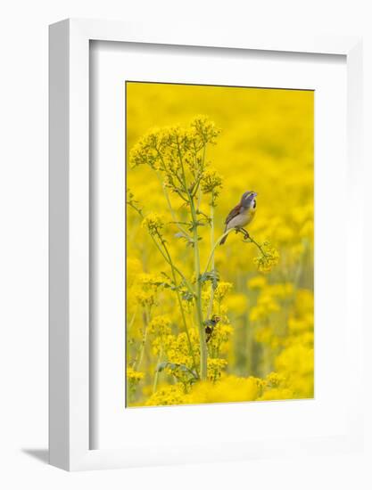 Dickcissel male on butterweed, Marion County, Illinois.-Richard & Susan Day-Framed Photographic Print
