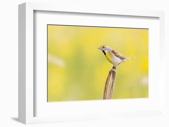 Dickcissel on corn stalk in a field with butterweed, Marion County, Illinois.-Richard & Susan Day-Framed Photographic Print