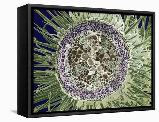 Dicotyledon Plant Stem, SEM-Steve Gschmeissner-Framed Premier Image Canvas