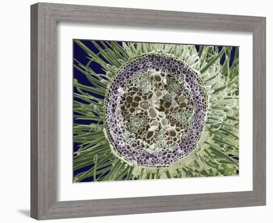 Dicotyledon Plant Stem, SEM-Steve Gschmeissner-Framed Photographic Print