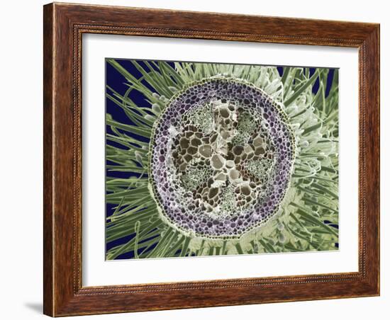 Dicotyledon Plant Stem, SEM-Steve Gschmeissner-Framed Photographic Print