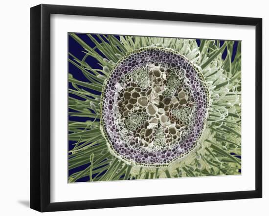 Dicotyledon Plant Stem, SEM-Steve Gschmeissner-Framed Photographic Print