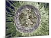 Dicotyledon Plant Stem, SEM-Steve Gschmeissner-Mounted Photographic Print