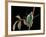 Dicronorrhina Derbyana Layardi (Flower Chafer)-Paul Starosta-Framed Photographic Print