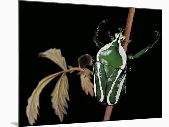 Dicronorrhina Derbyana Layardi (Flower Chafer)-Paul Starosta-Mounted Photographic Print