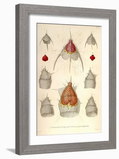 Dictyoceras Virchowii, Dictyopodium Trilobum-Ernst Haeckel-Framed Art Print