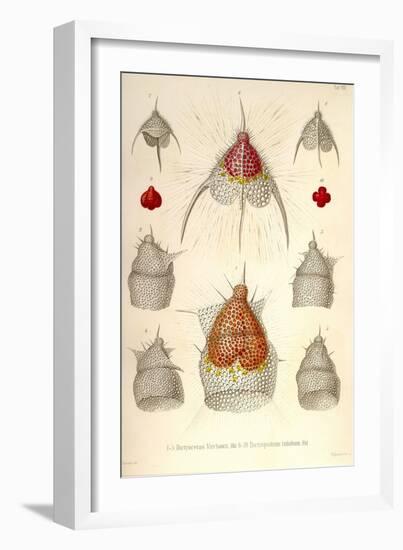 Dictyoceras Virchowii, Dictyopodium Trilobum-Ernst Haeckel-Framed Art Print