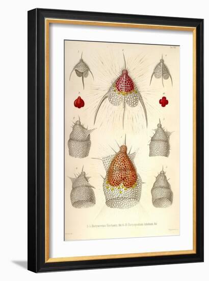 Dictyoceras Virchowii, Dictyopodium Trilobum-Ernst Haeckel-Framed Art Print