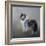 Did You Call Me Blue Merle Shetland Sheepdog-Jai Johnson-Framed Giclee Print