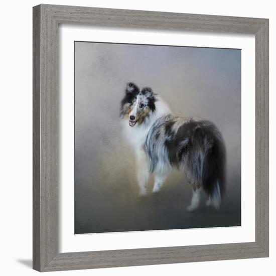 Did You Call Me Blue Merle Shetland Sheepdog-Jai Johnson-Framed Giclee Print