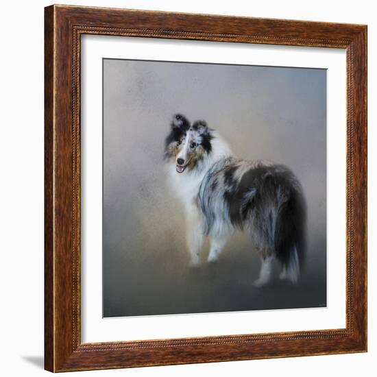 Did You Call Me Blue Merle Shetland Sheepdog-Jai Johnson-Framed Giclee Print