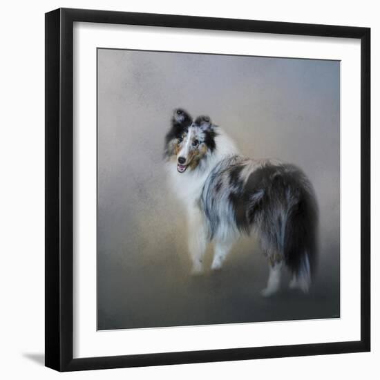 Did You Call Me Blue Merle Shetland Sheepdog-Jai Johnson-Framed Giclee Print