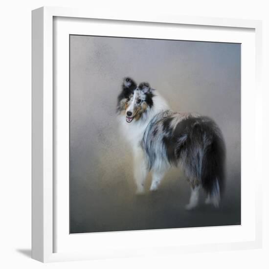 Did You Call Me Blue Merle Shetland Sheepdog-Jai Johnson-Framed Giclee Print