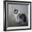 Did You Call Me Blue Merle Shetland Sheepdog-Jai Johnson-Framed Giclee Print