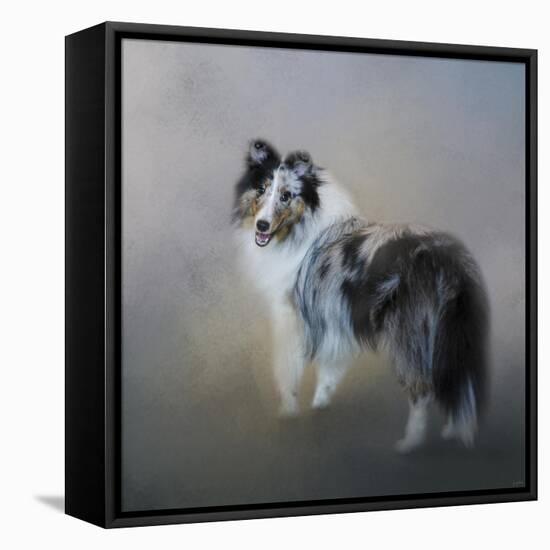 Did You Call Me Blue Merle Shetland Sheepdog-Jai Johnson-Framed Premier Image Canvas