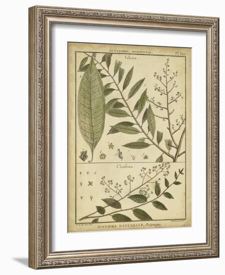 Diderot Antique Ferns I-Daniel Diderot-Framed Art Print