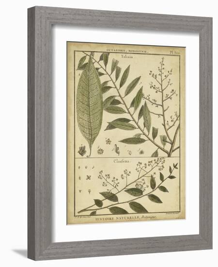 Diderot Antique Ferns I-Daniel Diderot-Framed Art Print