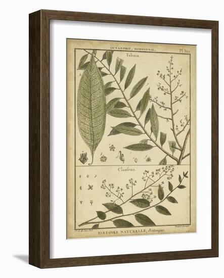 Diderot Antique Ferns I-Daniel Diderot-Framed Art Print