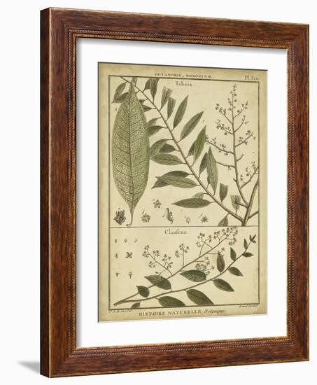 Diderot Antique Ferns I-Daniel Diderot-Framed Art Print