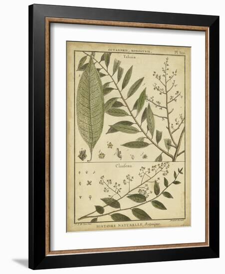 Diderot Antique Ferns I-Daniel Diderot-Framed Art Print