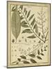 Diderot Antique Ferns I-Daniel Diderot-Mounted Art Print
