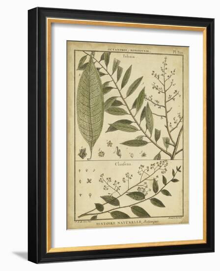 Diderot Antique Ferns I-Daniel Diderot-Framed Art Print