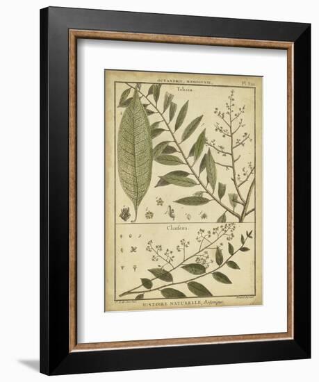 Diderot Antique Ferns I-Daniel Diderot-Framed Premium Giclee Print