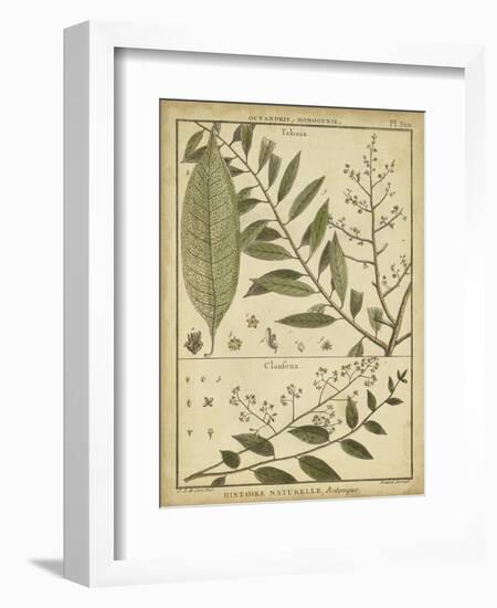Diderot Antique Ferns I-Daniel Diderot-Framed Premium Giclee Print