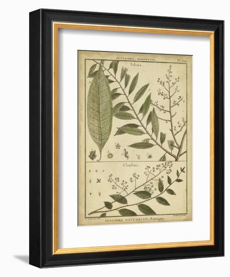 Diderot Antique Ferns I-Daniel Diderot-Framed Premium Giclee Print