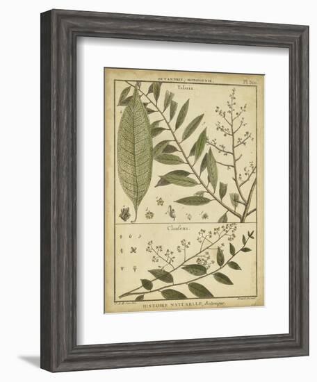 Diderot Antique Ferns I-Daniel Diderot-Framed Art Print