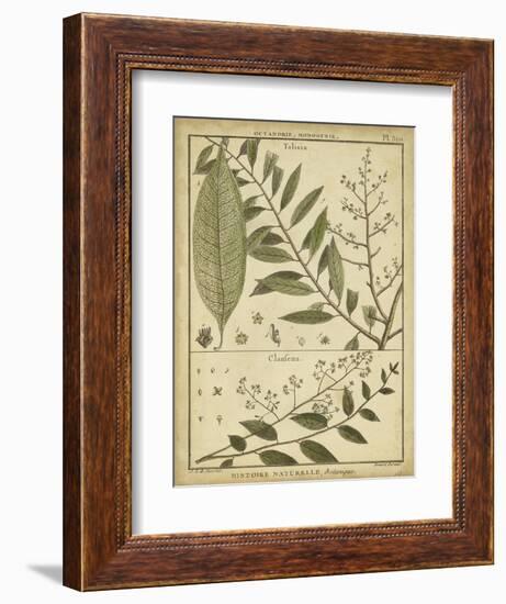 Diderot Antique Ferns I-Daniel Diderot-Framed Art Print