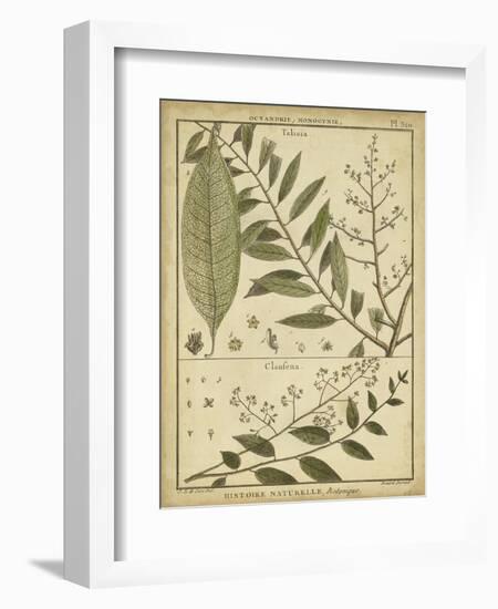 Diderot Antique Ferns I-Daniel Diderot-Framed Art Print