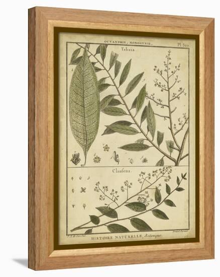 Diderot Antique Ferns I-Daniel Diderot-Framed Stretched Canvas