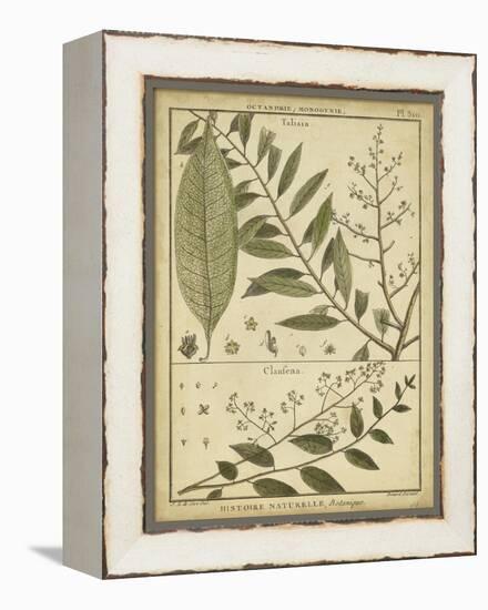 Diderot Antique Ferns I-Daniel Diderot-Framed Stretched Canvas
