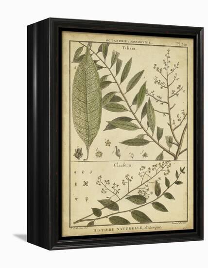 Diderot Antique Ferns I-Daniel Diderot-Framed Stretched Canvas