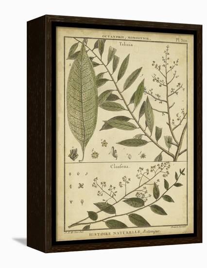 Diderot Antique Ferns I-Daniel Diderot-Framed Stretched Canvas