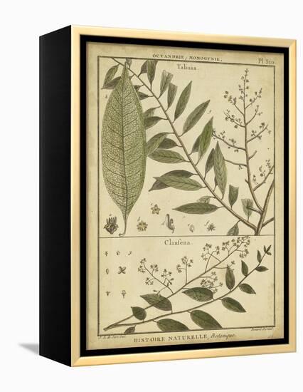 Diderot Antique Ferns I-Daniel Diderot-Framed Stretched Canvas