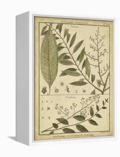 Diderot Antique Ferns I-Daniel Diderot-Framed Stretched Canvas