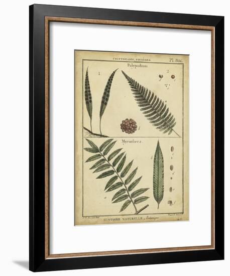 Diderot Antique Ferns III-Daniel Diderot-Framed Art Print