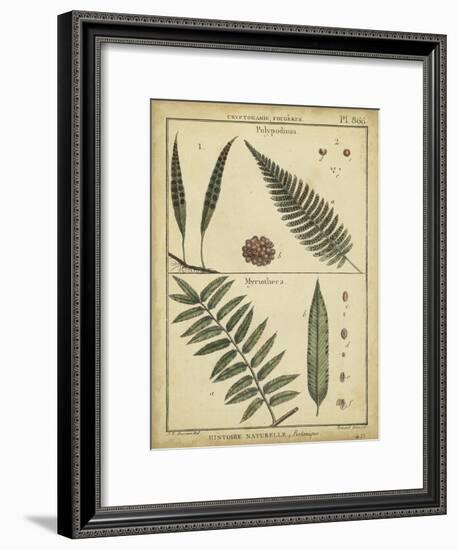 Diderot Antique Ferns III-Daniel Diderot-Framed Art Print