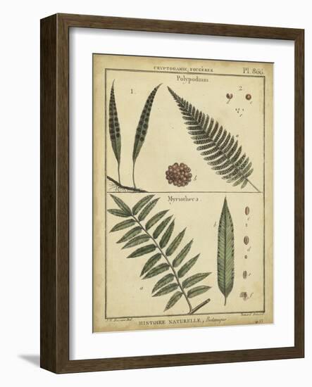 Diderot Antique Ferns III-Daniel Diderot-Framed Art Print