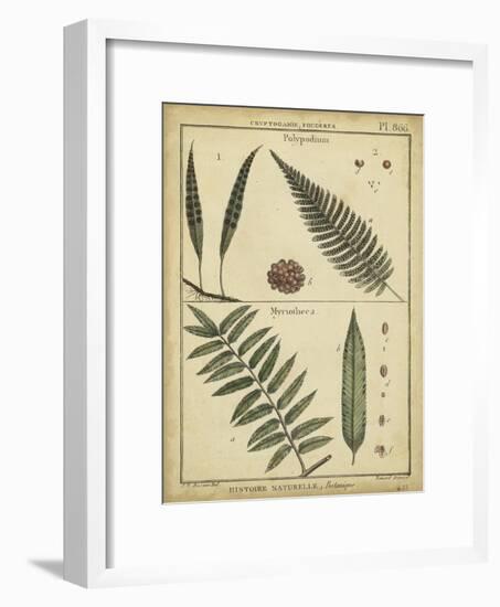 Diderot Antique Ferns III-Daniel Diderot-Framed Art Print