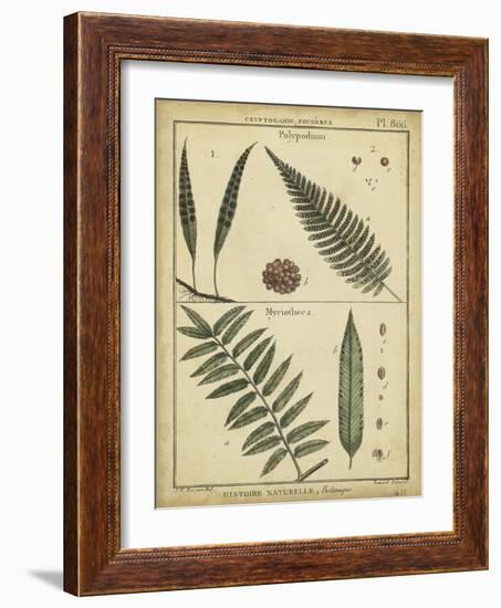 Diderot Antique Ferns III-Daniel Diderot-Framed Art Print